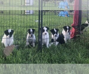 Australian Cattle Dog-Border Collie Mix Puppy for sale in OROVILLE, CA, USA
