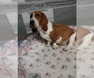 Mother of the Basset Hound puppies born on 03/19/2024