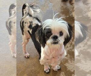 Snow - Female Shih Tzu Dog for Adoption - Photo #2