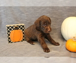 Small Photo #4 Double Doodle Puppy For Sale in BOTHELL, WA, USA