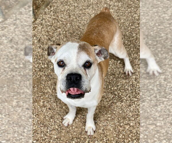 Medium Photo #2 Boxer Puppy For Sale in Austin, TX, USA