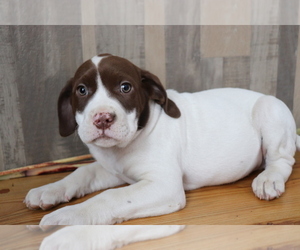 Labradinger Puppy for sale in SHILOH, OH, USA
