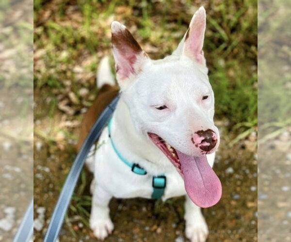 Medium Photo #2 American Pit Bull Terrier Puppy For Sale in Southbury, CT, USA