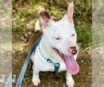 Small Photo #2 American Pit Bull Terrier Puppy For Sale in Southbury, CT, USA