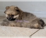 Small #5 Pomeranian