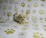 Small #1 Morkie