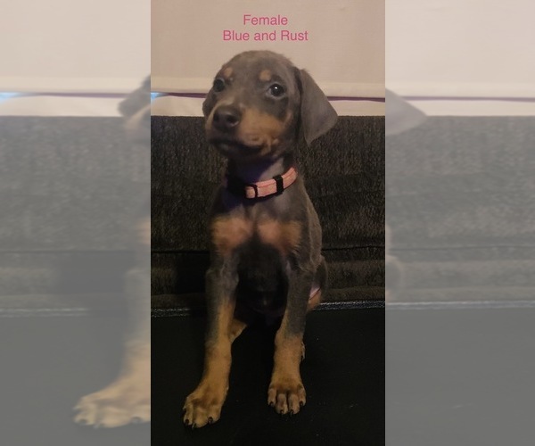 Full screen Photo #1 Doberman Pinscher Puppy For Sale in HINTON, WV, USA