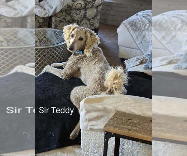 Medium Photo #4 Labrador Retriever-Unknown Mix Puppy For Sale in Boston, MA, USA