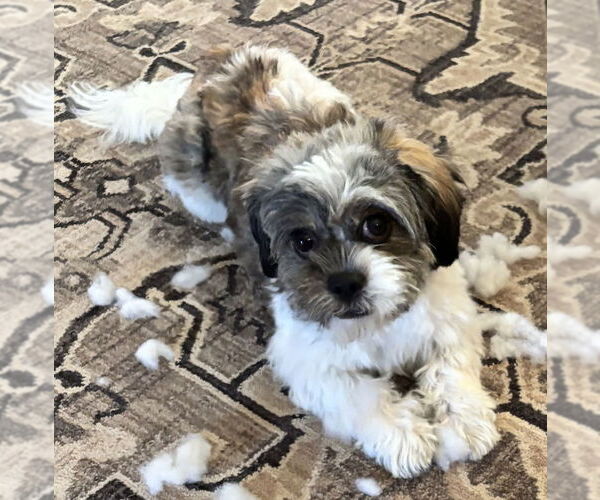 Medium Photo #3 Zuchon Puppy For Sale in Cookeville, TN, USA