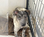 Small #9 Mutt