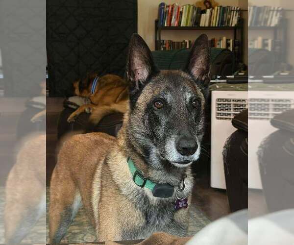 Medium Photo #4 Mutt Puppy For Sale in Imlay City, MI, USA