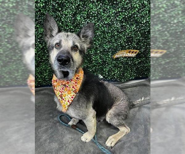 Medium Photo #1 German Shepherd Dog-Unknown Mix Puppy For Sale in Corpus Christi, TX, USA