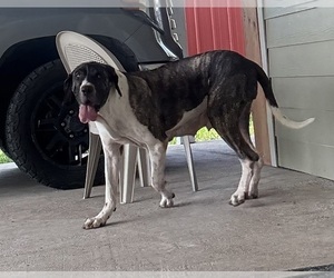 Mother of the Fila Brasileiro puppies born on 05/17/2025