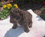 Small #11 Poodle (Toy)