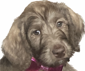 Labradoodle Puppy for sale in LANCASTER, CA, USA