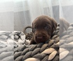 Puppy Puppy 1 Labrador Retriever