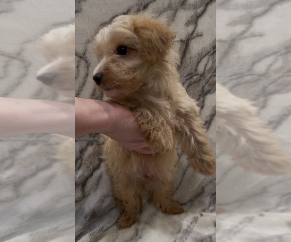 Medium Photo #6 Yorkshire Terrier Puppy For Sale in MOUNT CARMEL, PA, USA