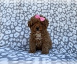 Small #7 Cavapoo (Miniature)