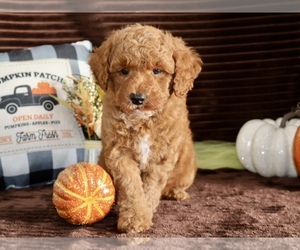 Goldendoodle (Miniature) Puppy for sale in GIRARD, KS, USA
