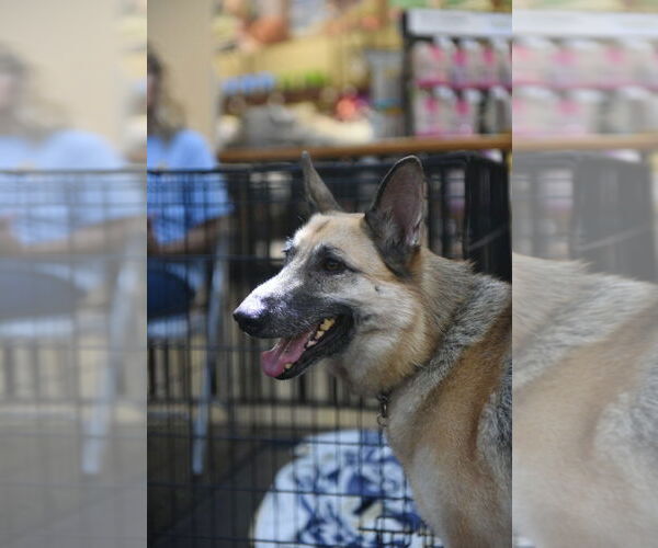 Medium Photo #6 German Shepherd Dog Puppy For Sale in Modesto, CA, USA