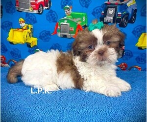 Shih Tzu Puppy for sale in WINNSBORO, LA, USA