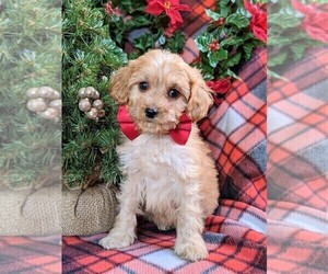 Cavapoo Puppy for sale in BIRD IN HAND, PA, USA
