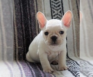 French Bulldog Puppy for sale in FREDERICKSBG, OH, USA