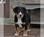 Small Photo #1 Greater Swiss Mountain Dog Puppy For Sale in BIRD IN HAND, PA, USA