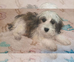 Havanese Puppy for sale in POMONA PARK, FL, USA