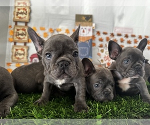 French Bulldog Puppy for sale in FRESNO, CA, USA