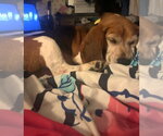 Small #3 Beagle