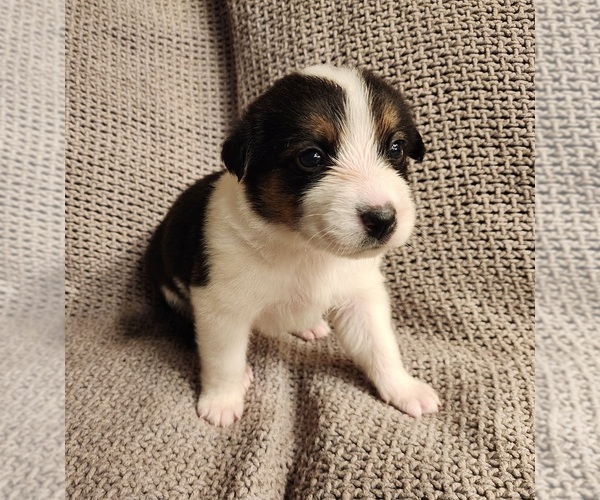 Medium Photo #1 Texas Heeler Puppy For Sale in UTICA, NY, USA