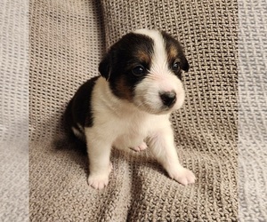 Texas Heeler Puppy for sale in UTICA, NY, USA