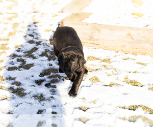 Cane Corso Puppy for sale in BOURBON, IN, USA