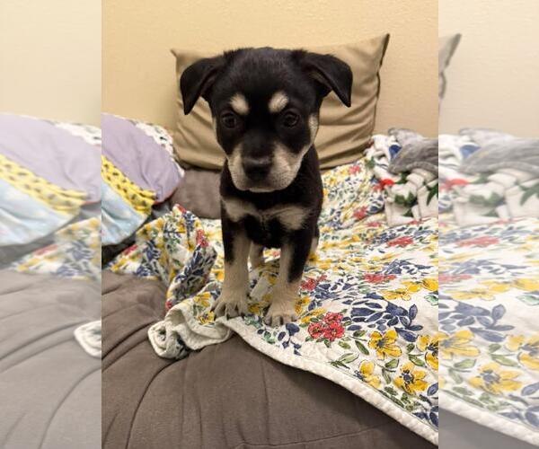 Medium Photo #1 Australian Kelpie-Unknown Mix Puppy For Sale in Rockwall, TX, USA