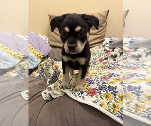 Australian Kelpie-Unknown Mix Dogs for adoption in Rockwall, TX, USA