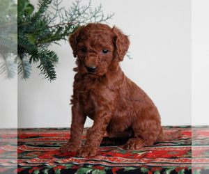 Goldendoodle-Poodle (Miniature) Mix Puppy for sale in HONEY BROOK, PA, USA