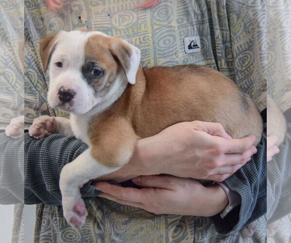 Medium Photo #3 American Staffordshire Terrier-Boxer Mix Puppy For Sale in Huntley, IL, USA