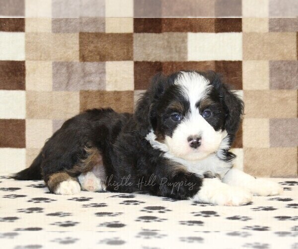Medium Photo #2 Bernedoodle (Miniature) Puppy For Sale in DENVER, PA, USA