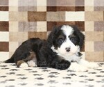 Small #1 Bernedoodle (Miniature)