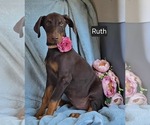 Small #2 Doberman Pinscher