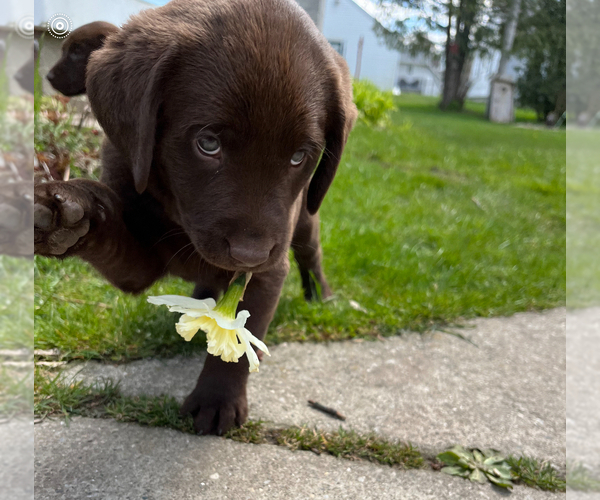Medium Photo #2 Labrador Retriever Puppy For Sale in LEXINGTON, MI, USA