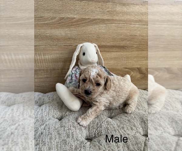 Medium Photo #6 Bichpoo Puppy For Sale in NORTH PORT, FL, USA