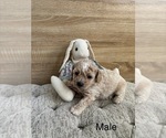 Small #5 Bichpoo