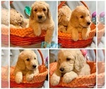 Small Photo #16 Golden Retriever-Goldendoodle Mix Puppy For Sale in LEICESTER, NC, USA