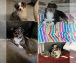 Small Photo #1 Miniature Australian Shepherd Puppy For Sale in FORT MYERS, FL, USA