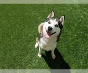 Siberian Husky Dogs for adoption in Corona, CA, USA