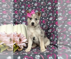 Pomsky Puppy for sale in QUARRYVILLE, PA, USA
