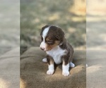 Small Photo #5 Border Collie-Miniature Australian Shepherd Mix Puppy For Sale in MITCHELL, OR, USA