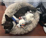 Small #13 Boston Terrier Mix